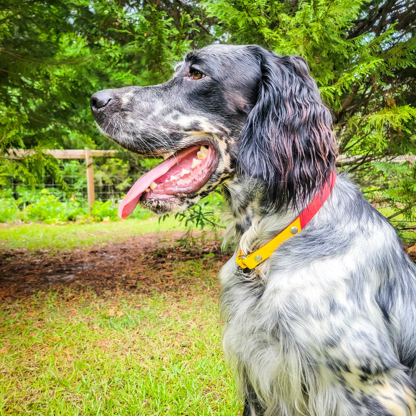 English Setter